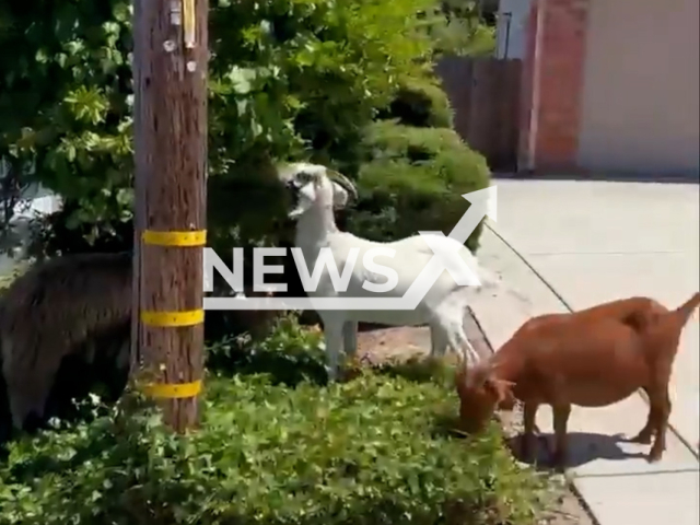 Image shows a herd of goats that escaped their enclosure, undated photo. They took over a neighborhood in the city of Pinole, California State, USA, on Tuesday, July 25, 2023. Note: Photo is a screenshot from a video. (Pinole Police Department/Newsflash)