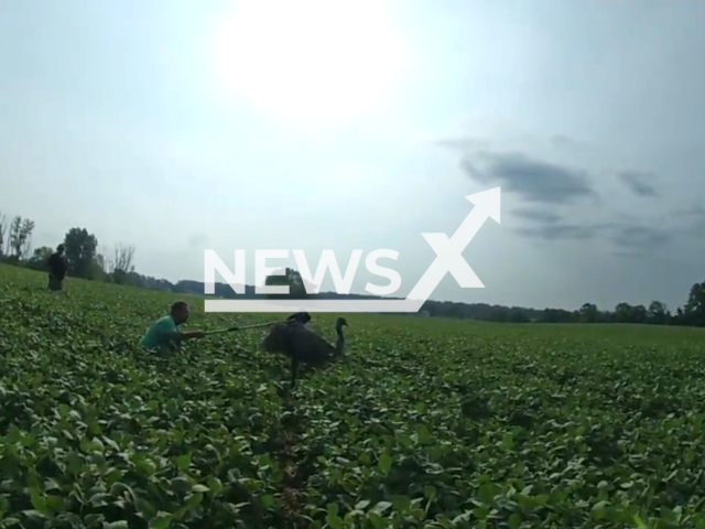 Footage shows a number of people attempting to catch a runaway emu after corning it in a field, before eventually capturing it and taking it back to its local sanctuary in southwest Columbus Ohio, United States on 24 July 2023. Note: This picture is a screenshot from the video. (Columbus Division of Police/Clizilla)