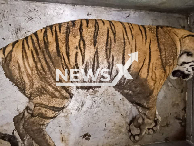 Photo shows an Amur Tiger after being captured, undated. A man who was following the trace of an Amur Tiger was attacked by it in Khabarovsk, Russia, Wednesday, July 12, 2023. Note: Picture is private (Amur Tiger Centre/Newsflash)