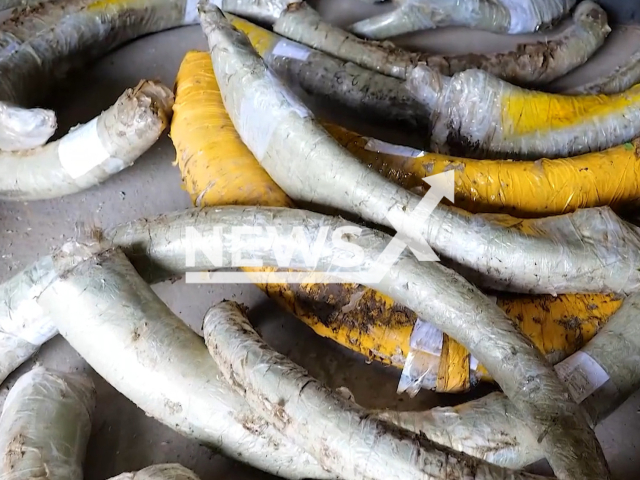 Photo shows mammoth tusks which were seized by the border guards from a cache in the Khabarovsk Territory in Russia, undated. The tusks are reportedly worth more than GBP 400,000. Note: Picture is a screenshot from a video (Federal Security Service of Russia/Newsflash)