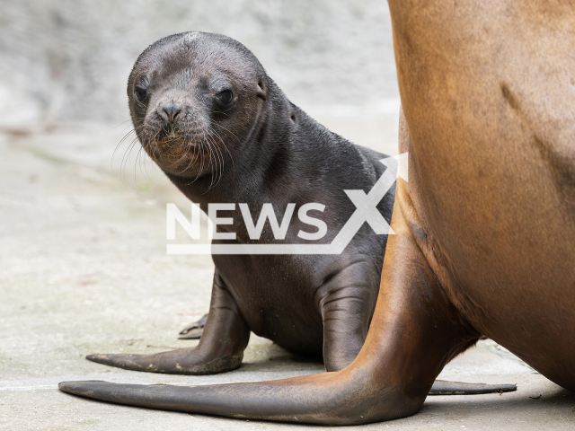 Image shows the new South American sea lion offspring, undated photo. It was born at the Schoenbrunn Zoo, in the city of Vienna, Austria, on Monday, July 17, 2023. Note: Licensed content. (Daniel Zupanc/Newsflash)