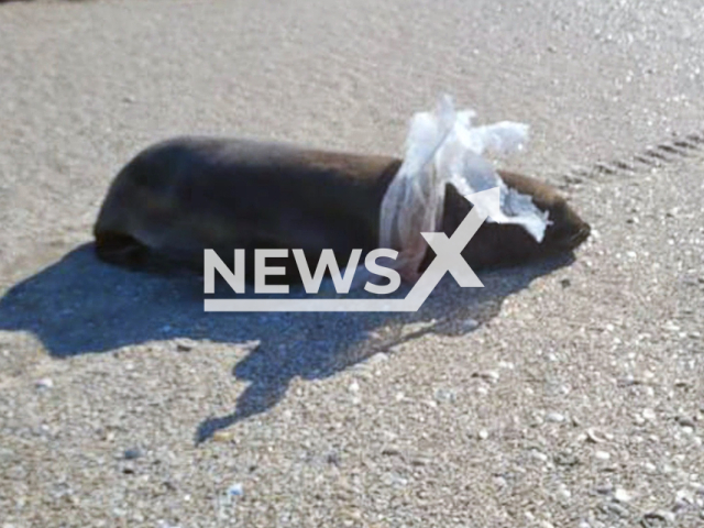 Picture shows an injured juvenile South American Fur Seal (Arctocephalus australis),  on July 1, 2023. It  was rescued, treated and  returned to the sea in Punta Medanos, Argentina on Tuesday, July 25, 2023. Note: Picture is a screenshot from a video (Mundo Marino/Newsflash)