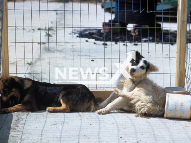 Illustrative image shows two dogs with rabies, undated. Note: Licenced photo. (Newsflash)