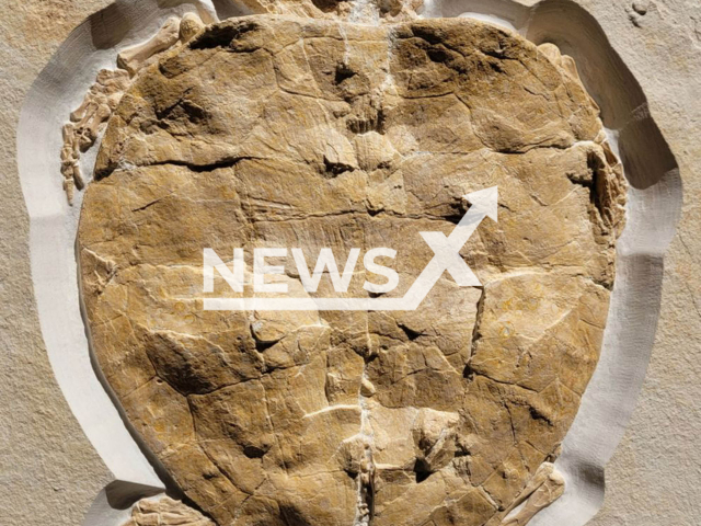 Image shows the perfectly preserved turtle fossil of Solnhofia parsonsi, undated photo. Researchers from the University of Tuebingen, Germany, believe it dates back to about 150 million years ago. Note: Licensed content. (Felix Augustin, University of Tuebingen/Newsflash)