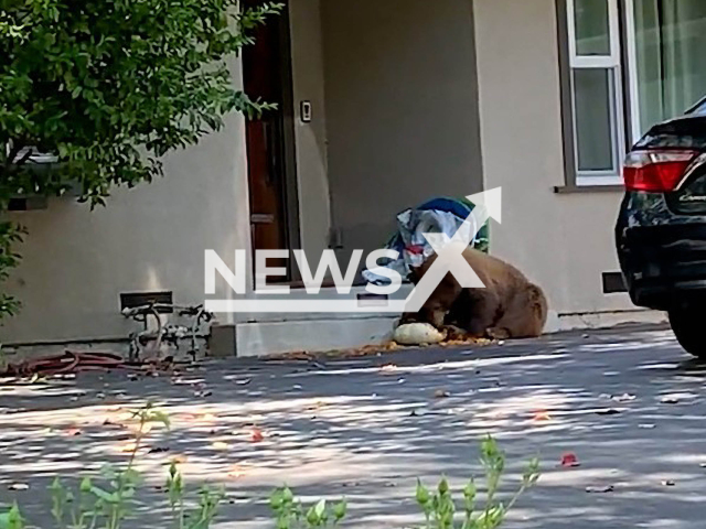 Bear spotted munching on pumpkin at La Canada Flintridge home in April 2022. Note: This picture is a screenshot from the video
(@CVLASD/Newsflash).