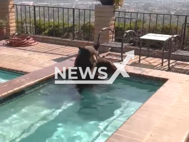 Bear found cooling off in swimming pool amid searing summer heat in Burbank California , United States on 28 July 2023. Note: Picture is a screenshot from a video (Burbank Police Department/Clizilla)