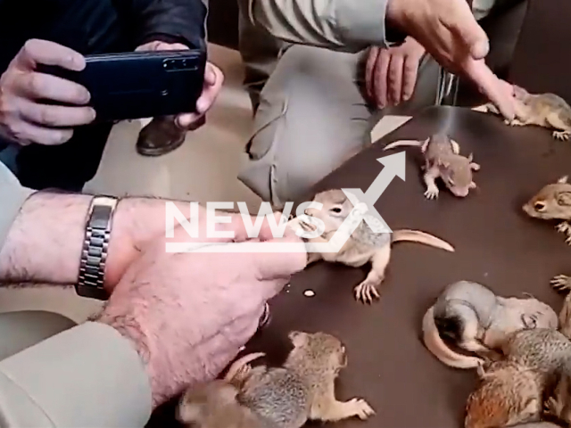 Environmental Protection officials rescued 32 Persian squirrels from animal traffickers in the city of Sardasht, in West Azerbaijan, Iran. Note: This picture is a screenshot from the video (Environmental Protection of West Azerbaijan/Newsflash).