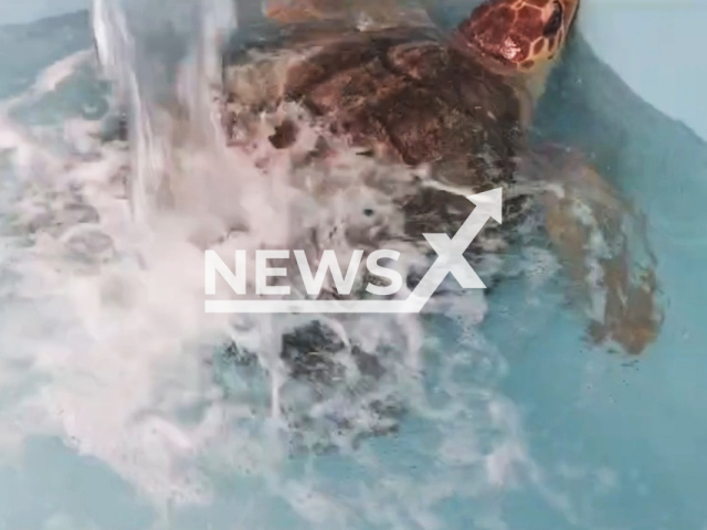 Moment turtle is being trained for sea conditions before being released to the sea. It has been in captivity for unknown several years in Spain. Note: Picture is a screenshot from a video (Equinac/Newsflash)