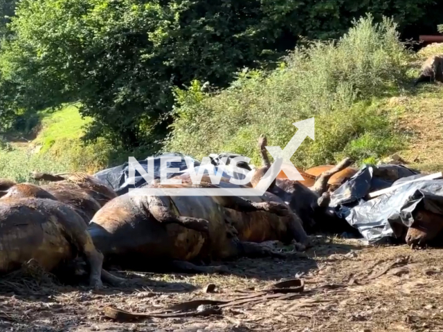 Picture shows the dead cows in San Roque de Riomiera in Spain, undated.  The animals were found locked inside a cabin. Note: Image is a screenshot from video. (Newsflash)