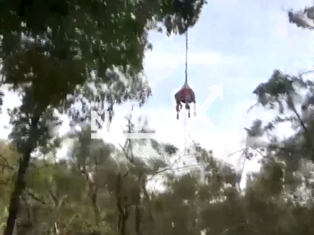 The firefighters' recovery operation of two calves that slipped over 40 meters into the Vajo Paradiso, Grezzana Italy on the 31st of July 2023. Note: This picture is a screenshot from the video. (National Fire Brigade Ital /Clipzilla)