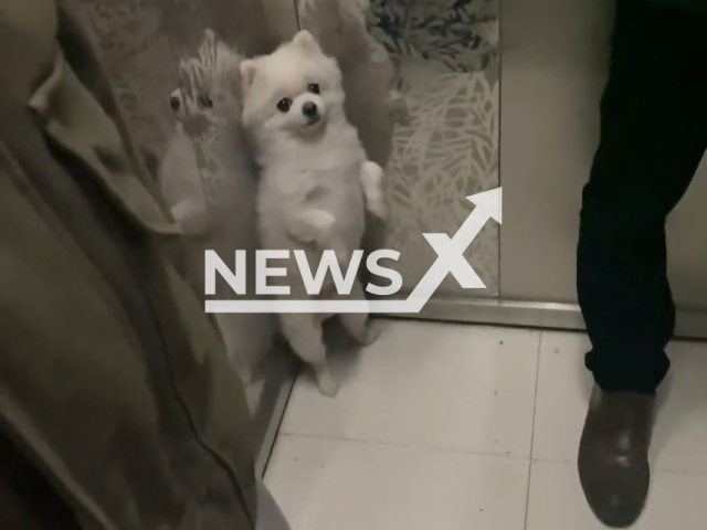 Dog curled up in elevator corner barks at people when it comes out in Beijing, China. Note: Picture is a screenshot from a video (30642572470/AsiaWire)