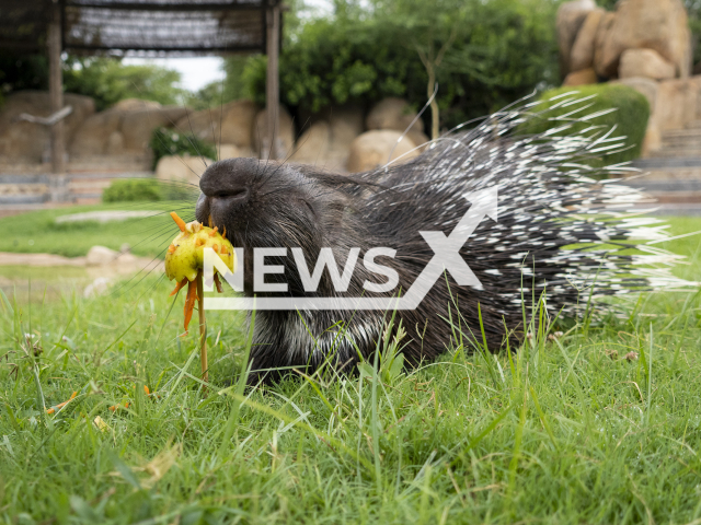 A Porcupine at BIOPARC Valencia enjoys a  refreshing ice cream, in Valencia, Spain, in August, 2023. This was a measure implemented due to the heat wave. Note: Licensed photo. (BIOPARC Valencia/Newsflash )