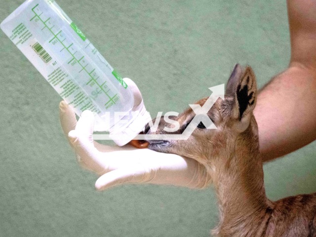 Photo shows the newborn Thomson gazelle which was saved and bottled by zoo keepers. It was not feeding properly after the birth in the zoo park of Bioparc in Valencia, eastern Spain.
Notes: licensed picture (Bioparc Valencia/Clipzilla)