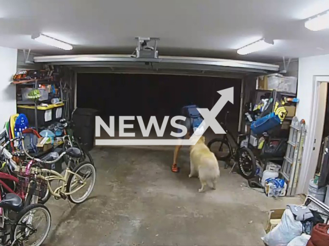 Photo shows a bike thief cuddling with the family dog. He stopped the robbery in California in July 2023 to play with the dog. Note: Photo is a screenshot from a video(San Diego Police Department/Newsflash).