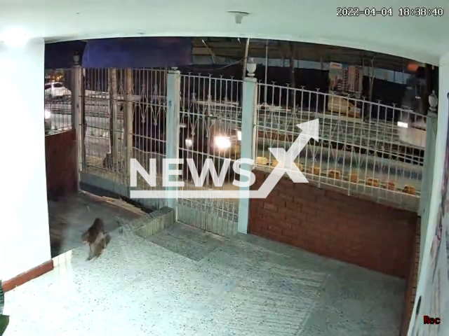 A family rejoiced when they saw that their dog, that had been missing for a few days, returned home by itself in Barranquilla, Colombia on 4th April 2022. Note: Picture is a screenshot from a video (Newsflash)