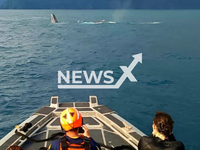 Photo shows one moment of the rescue operation of a whale that got stuck in a fishing net. It happened in Bahia Solano, in the department of Choco, northwestern Colombia, in Pacific Ocean.
Notes: licenced picture (Armada Colombia/Newsflash)