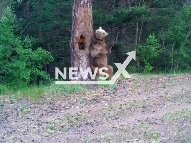 A bear scratches its back by rubbing it to a tree, undated. The moment was captured by a camera trap set in a forest by the General Directorate of Nature Conservation and National Parks in Turkey. Note: This picture is a screenshot from the video. (@milliparklar/Newsflash)