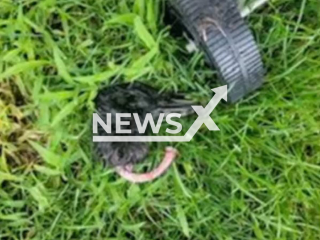 Photo shows the pet duck with ripped head, undated.  Michigan man Michael Lee Humphries allegedly ripped the head of his girlfriend's pet and was arrested on Sunday, August 06, 2023.
 Note: Police photo(Genesee County Sheriff's Office/Newsflash).