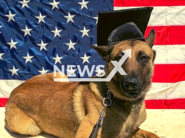 K9 Sir, a4 ½-year-old Belgian Malinois, killed in action in San Diego, California on the 2nd of August 2023. Note: Picture obtained from San Diego Police Department. (San Diego Police Department/Clipazilla)