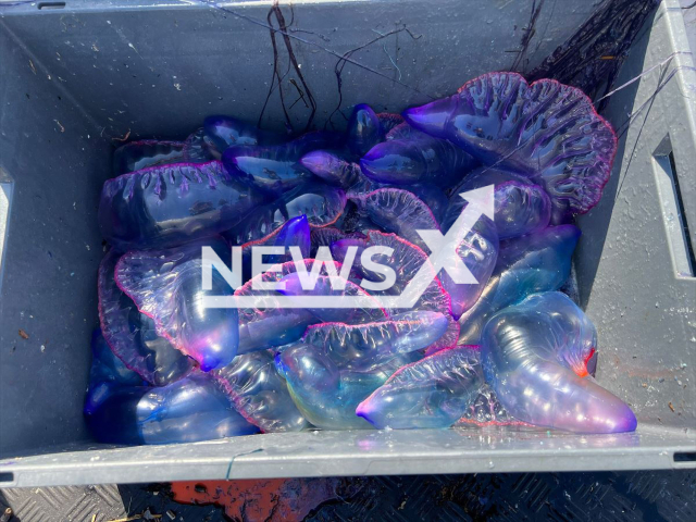 Photo shows the Portuguese man o' war (Physalia physalis), undated. Workers from the San Sebastian City Council collected Portuguese man o' wars (Physalia physalis) from the sea near Donostia beach, Spain, Thursday, Aug. 10, 2023. Note: Photo is from the Donostia City Hall (Donostia City Hall/Newsflash)