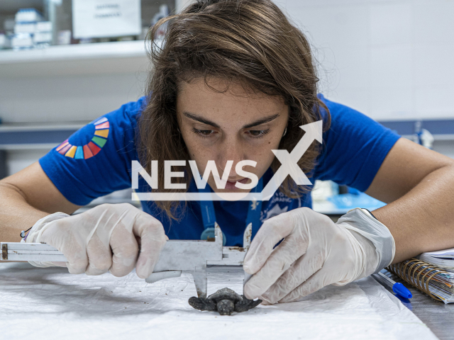 Photo shows Vet Mariana measuring one of the newborn turtles. The turtle is from the nest of Denia, in Valencia region, Spain.
Notes: licenced picture (Oceanografic Valencia/Newsflash)