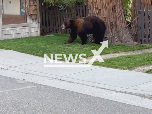 Image shows an officer helping a male bear cross the street, undated photo. It happened in the town of Truckee, California State, USA, on Friday, Aug. 11, 2023. Note: Photo is a screenshot from a video. (CHP - Truckee/Newsflash)