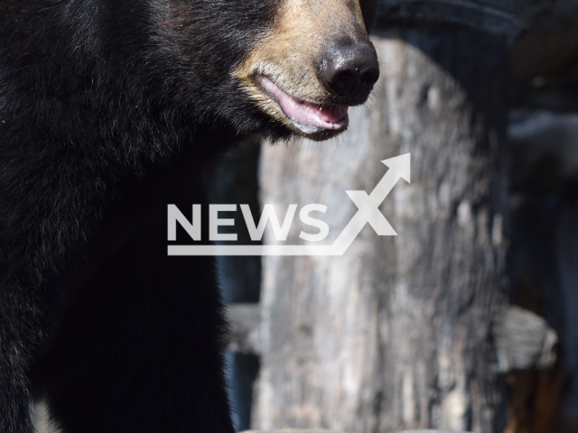 Picture shows the ten-year-old black bear named Finn, undated. Finn had a bubble bath at Knoxville Zoo in Tennessee. Note: Photo obtained from zoo. (Zoo Knoxville/Newsflash)