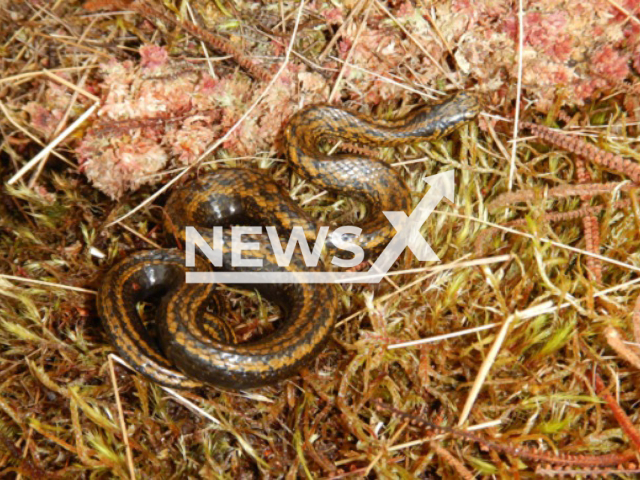 Image shows Harrison Ford's slender snake (Tachymenoides harrisonfordi), undated photo. It was named after the famous actor by a group of scientists at the German Society for Herpetology and Herpetoculture in the village of Salzhemmendorf, Lower Saxony State, Germany. Note: Licensed content. (E. Lehr, DGHT/Newsflash)