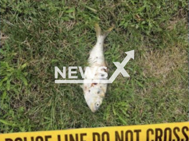 Photo shows a fish, undated. A large section of Sayreville, a New Jersey town in USA, was without power for several hours because of a fish dropped by a bird of prey. Note: Photo is from the Sayreville Police Department (Sayreville Police Department/Newsflash)