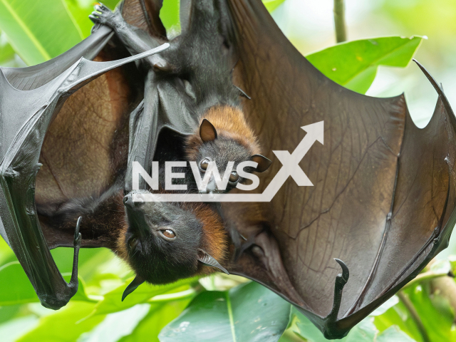 Image shows the large flying fox offspring at the Schoenbrunn Zoo, in the city of Vienna, Austria, undated photo. The species is listed as 'endangered' on IUCN's Red List of Threatened Species. Note: Licensed content. (Daniel Zupanc/Newsflash)