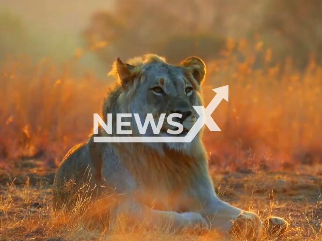 Photo shows illustrative image of a lion in Dinokeng Game Reserve. Johannes Matshe was mauled to death  by a lion when walking in the reserve in Gauteng at night, on Sunday, August 13, 2023.
Note: Photo is a screenshot from a video(Newsflash).