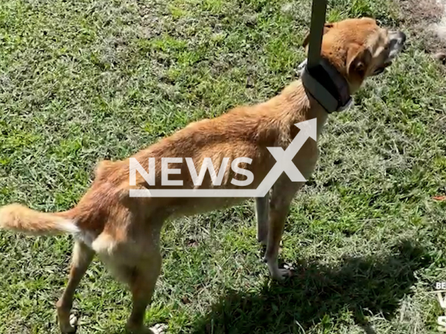 Footage shows malnourished dogs during a police officers visit in Deltona, Florida, Tuesday, Aug. 15, 2023. A Deltona man has been arrested on animal cruelty charges. Note: Police photo. (Volusia Sheriff's Office/Newsflash)