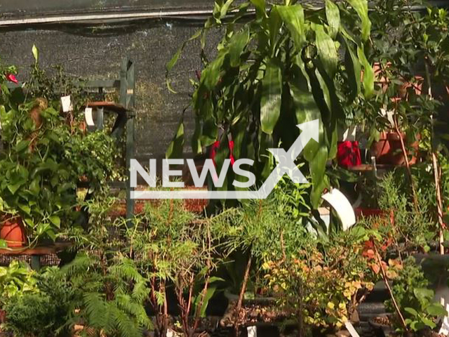 Picture shows the Plant Hospital in Pozuelo de Alarcon, Spain, undated.
The City Council  organized the first plant hospital and nursery so that the residents of the Madrid town can go on vacation without worrying about what they will do with the plants in their home. Note: Picture is a screenshot from video (Newsflash)