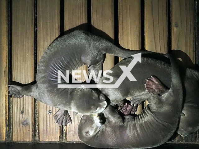 The three adorable little giant otters that were born in the Leipzig Zoo in Germany on 17th March 2022. Note: This photo is from a press release. (Zoo Leipzig/Newsflash)