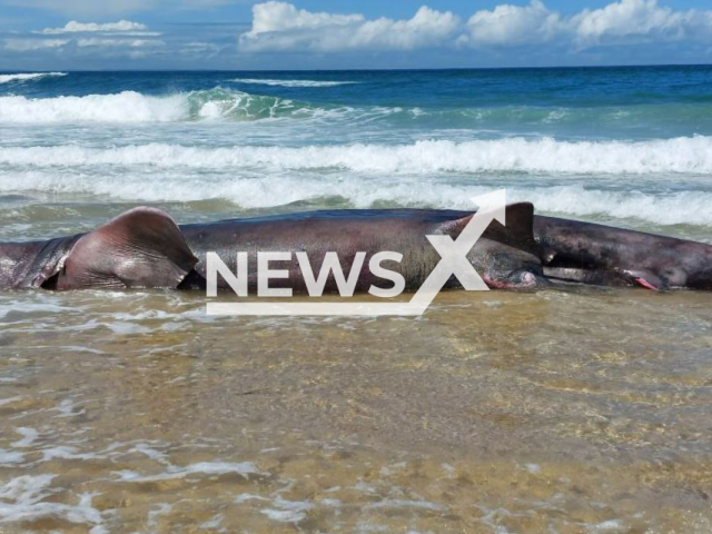 Picture shows the  body of a basking shark (Cetorhinus maximus) measuring more than 6 metres   on a beach in Ferrol, Spain, in August, 2023. Samples were taken from the shark  to find out the causes of death. Note: Picture is from municipality. (Concello de Ferrol/Newsflash)