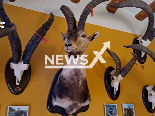 Picture shows some of the fifty illegal hunting trophies were sized by police from a person, in two houses in Daroca and Manchones, Spain, undated. Some of the animals  seized were protected under the CITES international agreement. Note: Picture is screenshot from a video. (Newsflash)