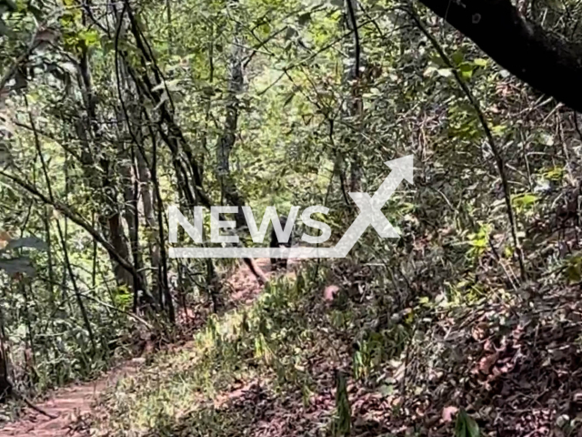 Picture shows the bear that chased  Poncho de Nigris  ,  in Monterrey, Mexico, in August,2023. He and his son  were chased by a bear but were not injured.  Note: Picture is screenshot from a video. (@ponchodenigris/Newsflash)