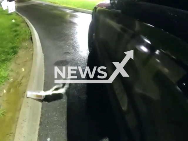 Officer rescues Skunk with cups stuck on the head in an unusual Dunkin drive-through encounter in Old Town, Maine on the 5th of August 2023. Note: This picture is a screenshot from the video. (Old Town Police Department/Clipzilla)