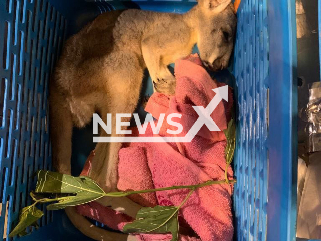 Picture shows a dead baby kangaroo smuggled from Bangkok and caught by Bengaluru Air Customs in India, undated. The passenger was arrested for smuggling in 234 wild animals. Note: Photo from customs. (Bengaluru Customs/Newsflash)