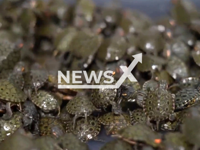 Police seized 2,047 turtles from a citizen transporting them on a public bus, on 14th April, in Quindio, Colombia. Note: Picture is a screenshot from a video (@CorpoQuindioCRQ/Newsflash)