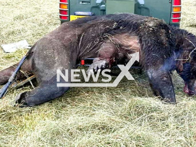 Picture shows Oso 18 known as Ninja Bear, undated. The bear was shot in Kushiro, Japan,  on July 28, 2023, and  was sold to restaurants. Note: Private photo (Newsflash)