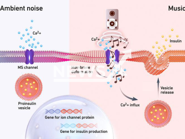 Image shows an illustration of how ambient noise does not trigger insulin secretion (left), undated photo. Direct exposure of the cells to certain rock songs, on the other hand, triggers insulin release within minutes (right). Note: Licensed content. (ETH Zurich/Newsflash)