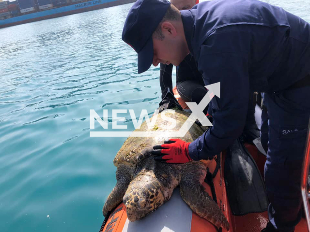 A loggerhead sea turtle, which was found to be exhausted and weak in Limak Port in Hatay, Turkey, was rescued by the Turkish Coast Guard Command teams on 12th April 2022. Note: Picture is from the Turkish Coast Guard Command (@t.c.sahilguvenlik/Newsflash)