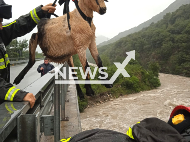 Firefighters rescue stranded sheep and goats from rising waters in Verbania, Italy on the 28th of August 2023. Note: Picture obtained from Vigili del Fuoco. (Vigili del Fuoco/Clipzilla)