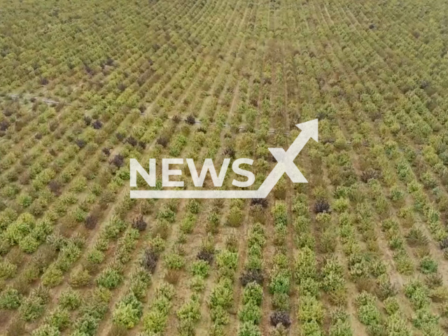 Police dismantled in Navarra, Spain, the largest marijuana plantation in all of Europe, with almost 400,000 plants and valued at EUR100 million, in April, 2022. Note: Picture is a screenshot from a video (Newsflash)