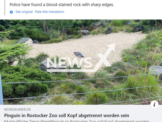 Image shows the decapitated penguin at the Rostock Zoo, Germany, undated photo. The animal was spotted on Tuesday morning, Aug. 29, 2023. Note: Photo is a screenshot from a post. (Newsflash)