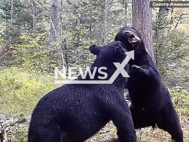 Two young bears "practice" fighting at Sikhote-Alin Nature Reserve, in Primorsky Krai, Russia in August, 2023. During these games, young bears hone their hunting skills. Note: Picture is screenshot from a video. (@sikhote-alin.reserve/Newsflash)