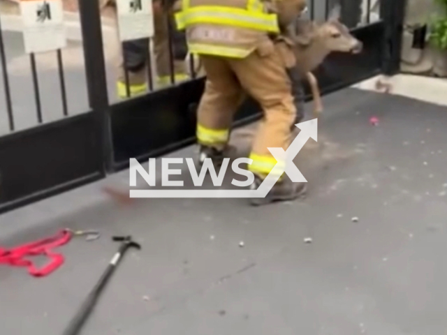 Firefighters rescue trapped deer in a gated community, ensuring safety and well-being in Westlake Village, California in August 2023. Note: This picture is a screenshot from the video. (@lacountyfire/Clipzilla)