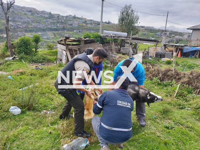 Photo shows authorities with the dog Spayk after it was hanged to death in Ecuador on November 2022. The suspect has been sentenced to three years of prison in historic sentence.
Notes: Picture is from authorities (@UBA_Quito/Newsflash)