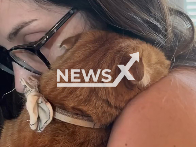 Cat hugs its owner after having its claws trimmed in Texas, USA. Note: Picture is a screenshot from a video (@courtneyhasalotofcats/Clipzilla)